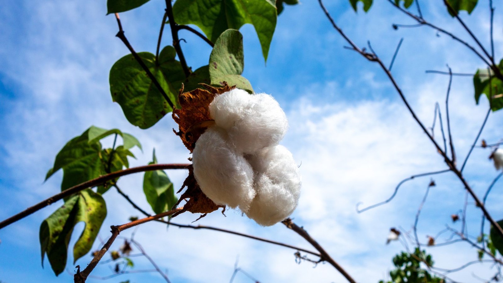 Global Cotton Market Outlook: Steady Expansion to USD 55.57 Billion by 2033